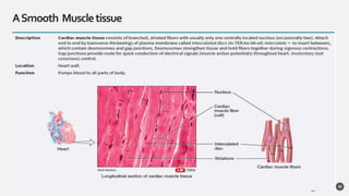 ASmooth Muscletissue
39
 