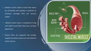 • Skeletal muscles attach to and move bones
by contracting and relaxing in response to
voluntary messages from the nervous
system.
• Skeletal muscle tissue is composed of long
cells called muscle fibers that have a striated
appearance.
• Muscle fibers are organized into bundles
supplied by blood vessels and innervated by
motor neurons.
 