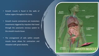 • Smooth muscle is found in the walls of
hollow organs throughout the body.
• Smooth muscle contractions are involuntary
movements triggered by impulses that travel
through the autonomic nervous system to
the smooth muscle tissue.
• The arrangement of cells within smooth
muscle tissue allows for contraction and
relaxation with great elasticity.
 