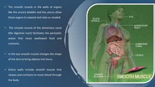 • The smooth muscle in the walls of organs
like the urinary bladder and the uterus allow
those organs to expand and relax as needed.
• The smooth muscle of the alimentary canal
(the digestive tract) facilitates the peristaltic
waves that move swallowed food and
nutrients.
• In the eye smooth muscle changes the shape
of the lens to bring objects into focus.
• Artery walls include smooth muscle that
relaxes and contracts to move blood through
the body
 