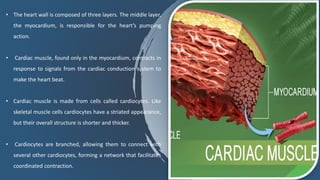 • The heart wall is composed of three layers. The middle layer,
the myocardium, is responsible for the heart’s pumping
action.
• Cardiac muscle, found only in the myocardium, contracts in
response to signals from the cardiac conduction system to
make the heart beat.
• Cardiac muscle is made from cells called cardiocytes. Like
skeletal muscle cells cardiocytes have a striated appearance,
but their overall structure is shorter and thicker.
• Cardiocytes are branched, allowing them to connect with
several other cardiocytes, forming a network that facilitates
coordinated contraction.
 