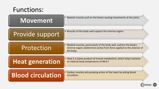 45
Functions:
• Skeletal muscles pull on the bones causing movements at the joints.
Movement
• Muscles of the body wall support the internal organs
Provide support
• Skeletal muscles, particularly of the body wall, cushion the body's
internal organs (abdominal cavity) from force applied to the exterior of
the body.
Protection
• Heat is a waste product of muscle metabolism, which helps maintain
an internal body temperature of 98.6 F.
Heat generation
• Cardiac muscles aid pumping action of the heart by aiding blood
circulation.
Blood circulation
 