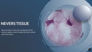 NEVERSTISSUE
46
Nervous tissue is the main component of the
nervous system, which includes the brain, spinal
cord, and nerves.
This Photo by Unknown Author is licensed under CC BY-SA
 