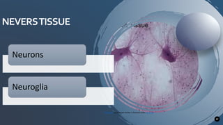 NEVERSTISSUE
47
This Photo by Unknown Author is licensed under CC BY-SA
Neurons
Neuroglia
 