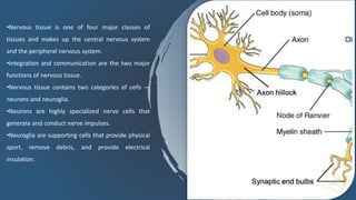 •Nervous tissue is one of four major classes of
tissues and makes up the central nervous system
and the peripheral nervous system.
•Integration and communication are the two major
functions of nervous tissue.
•Nervous tissue contains two categories of cells —
neurons and neuroglia.
•Neurons are highly specialized nerve cells that
generate and conduct nerve impulses.
•Neuroglia are supporting cells that provide physical
sport, remove debris, and provide electrical
insulation.
 