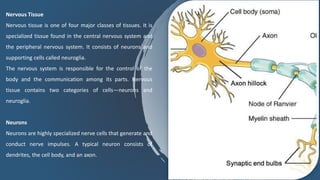 Nervous Tissue
Nervous tissue is one of four major classes of tissues. It is
specialized tissue found in the central nervous system and
the peripheral nervous system. It consists of neurons and
supporting cells called neuroglia.
The nervous system is responsible for the control of the
body and the communication among its parts. Nervous
tissue contains two categories of cells—neurons and
neuroglia.
Neurons
Neurons are highly specialized nerve cells that generate and
conduct nerve impulses. A typical neuron consists of
dendrites, the cell body, and an axon.
 