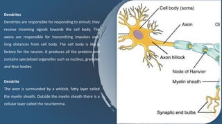 Dendrites
Dendrites are responsible for responding to stimuli; they
receive incoming signals towards the cell body. The
axons are responsible for transmitting impulses over
long distances from cell body. The cell body is like a
factory for the neuron. It produces all the proteins and
contains specialized organelles such as nucleus, granules
and Nissl bodies.
Dendrite
The axon is surrounded by a whitish, fatty layer called
the myelin sheath. Outside the myelin sheath there is a
cellular layer called the neurilemma.
 