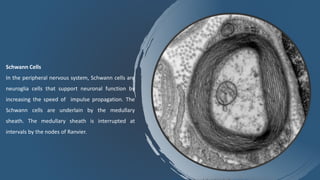Schwann Cells
In the peripheral nervous system, Schwann cells are
neuroglia cells that support neuronal function by
increasing the speed of impulse propagation. The
Schwann cells are underlain by the medullary
sheath. The medullary sheath is interrupted at
intervals by the nodes of Ranvier.
 