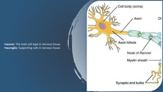 •neuron: The main cell type in nervous tissue.
•neuroglia: Supporting cells in nervous tissue.
 