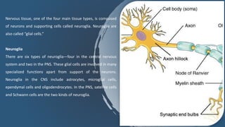 Nervous tissue, one of the four main tissue types, is composed
of neurons and supporting cells called neuroglia. Neuroglia are
also called “glial cells.”
Neuroglia
There are six types of neuroglia—four in the central nervous
system and two in the PNS. These glial cells are involved in many
specialized functions apart from support of the neurons.
Neuroglia in the CNS include astrocytes, microglial cells,
ependymal cells and oligodendrocytes. In the PNS, satellite cells
and Schwann cells are the two kinds of neuroglia.
 