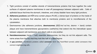 6
1. Tight junctions consist of weblike strands of transmembrane proteins that fuse together the outer
surfaces of adjacent plasma membranes to seal off passageways between adjacent cells . Cells of
epithelial tissue that lines the stomach, intestines, and urinary bladder have many tight junctions.
2. Adherens junctions (ad-HĒR-ens) contain plaque (PLAK), a dense layer of proteins on the inside of
the plasma membrane that attaches both to membrane proteins and to microfilaments of the
cytoskeleton.
3. Desmosomes Like adherens junctions, desmosomes (DEZ-moˉ-soˉms; desmo- = band) contain
plaque and have transmembrane glycoproteins (cadherins) that extend into the intercellular space
between adjacent cell membranes and attach cells to one another.
4. Hemidesmosomes (hemi- = half) resemble desmosomes, but they do not link adjacent cells. The
name arises from the fact that they look like half of a desmosome
5. At gap junctions, membrane proteins called connexins form tiny fluid-filled tunnels called connexons that
connect neighbouring cells .
 