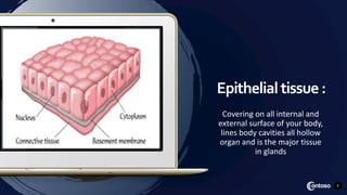 Epithelial tissue:
Covering on all internal and
external surface of your body,
lines body cavities all hollow
organ and is the major tissue
in glands
7
 