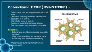tissue .pptx