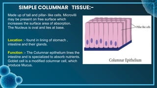 Simple Columnar Tissue Model tissue .pptx