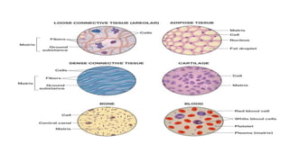 anatomy and physiology of tissue and the functional character | PPTX
