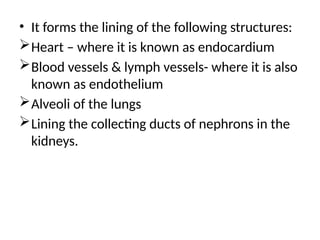 • It forms the lining of the following structures:
Heart – where it is known as endocardium
Blood vessels & lymph vessels- where it is also
known as endothelium
Alveoli of the lungs
Lining the collecting ducts of nephrons in the
kidneys.
 