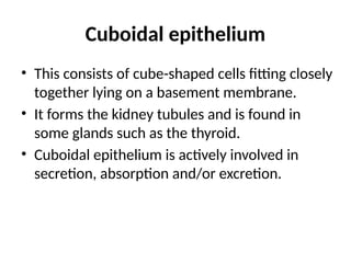 Cuboidal epithelium
• This consists of cube-shaped cells fitting closely
together lying on a basement membrane.
• It forms the kidney tubules and is found in
some glands such as the thyroid.
• Cuboidal epithelium is actively involved in
secretion, absorption and/or excretion.
 