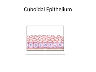 Cuboidal Epithelium
 