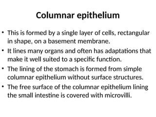 Columnar epithelium
• This is formed by a single layer of cells, rectangular
in shape, on a basement membrane.
• It lines many organs and often has adaptations that
make it well suited to a specific function.
• The lining of the stomach is formed from simple
columnar epithelium without surface structures.
• The free surface of the columnar epithelium lining
the small intestine is covered with microvilli.
 