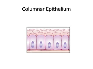 Columnar Epithelium
 