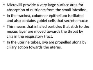 • Microvilli provide a very large surface area for
absorption of nutrients from the small intestine.
• In the trachea, columnar epithelium is ciliated
and also contains goblet cells that secrete mucus.
• This means that inhaled particles that stick to the
mucus layer are moved towards the throat by
cilia in the respiratory tract.
• In the uterine tubes, ova are propelled along by
ciliary action towards the uterus.
 