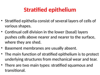 Stratified epithelium
• Stratified epithelia consist of several layers of cells of
various shapes.
• Continual cell division in the lower (basal) layers
pushes cells above nearer and nearer to the surface,
where they are shed.
• Basement membranes are usually absent.
• The main function of stratified epithelium is to protect
underlying structures from mechanical wear and tear.
• There are two main types: stratified squamous and
transitional.
 