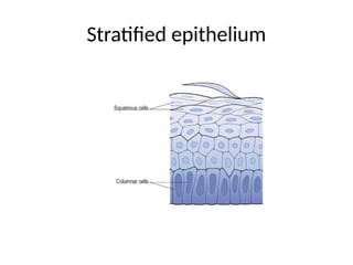 Stratified epithelium
 