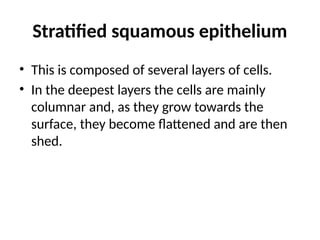 Stratified squamous epithelium
• This is composed of several layers of cells.
• In the deepest layers the cells are mainly
columnar and, as they grow towards the
surface, they become flattened and are then
shed.
 