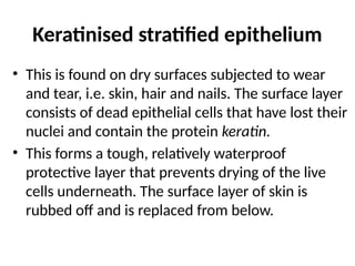 Keratinised stratified epithelium
• This is found on dry surfaces subjected to wear
and tear, i.e. skin, hair and nails. The surface layer
consists of dead epithelial cells that have lost their
nuclei and contain the protein keratin.
• This forms a tough, relatively waterproof
protective layer that prevents drying of the live
cells underneath. The surface layer of skin is
rubbed off and is replaced from below.
 