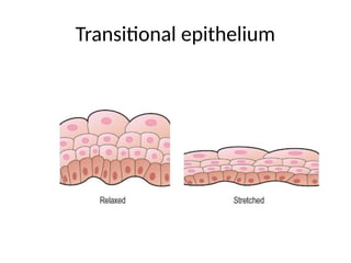 Transitional epithelium
 