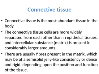 Connective tissue
• Connective tissue is the most abundant tissue in the
body.
• The connective tissue cells are more widely
separated from each other than in epithelial tissues,
and intercellular substance (matrix) is present in
considerably larger amounts.
• There are usually fibres present in the matrix, which
may be of a semisolid jelly-like consistency or dense
and rigid, depending upon the position and function
of the tissue.
 