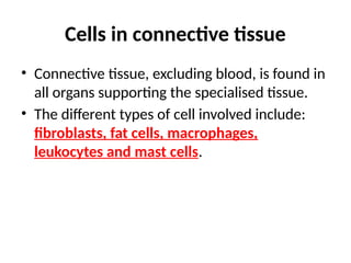 Cells in connective tissue
• Connective tissue, excluding blood, is found in
all organs supporting the specialised tissue.
• The different types of cell involved include:
fibroblasts, fat cells, macrophages,
leukocytes and mast cells.
 