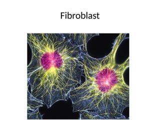 Fibroblast
 