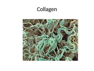 Collagen
 