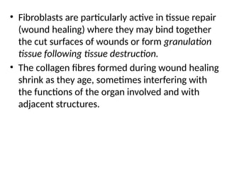 • Fibroblasts are particularly active in tissue repair
(wound healing) where they may bind together
the cut surfaces of wounds or form granulation
tissue following tissue destruction.
• The collagen fibres formed during wound healing
shrink as they age, sometimes interfering with
the functions of the organ involved and with
adjacent structures.
 
