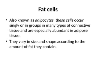 Fat cells
• Also known as adipocytes, these cells occur
singly or in groups in many types of connective
tissue and are especially abundant in adipose
tissue.
• They vary in size and shape according to the
amount of fat they contain.
 