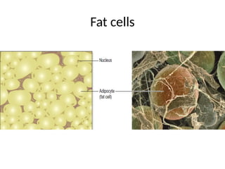 Fat cells
 