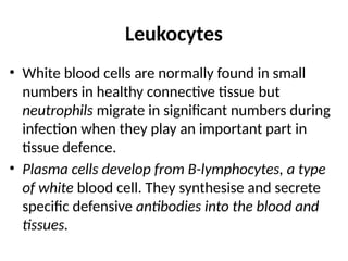 Leukocytes
• White blood cells are normally found in small
numbers in healthy connective tissue but
neutrophils migrate in significant numbers during
infection when they play an important part in
tissue defence.
• Plasma cells develop from B-lymphocytes, a type
of white blood cell. They synthesise and secrete
specific defensive antibodies into the blood and
tissues.
 