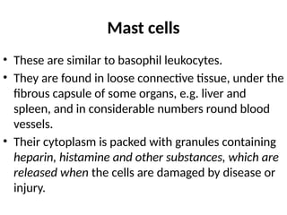 Mast cells
• These are similar to basophil leukocytes.
• They are found in loose connective tissue, under the
fibrous capsule of some organs, e.g. liver and
spleen, and in considerable numbers round blood
vessels.
• Their cytoplasm is packed with granules containing
heparin, histamine and other substances, which are
released when the cells are damaged by disease or
injury.
 