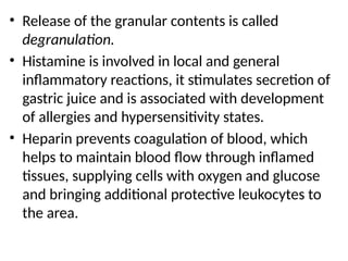 • Release of the granular contents is called
degranulation.
• Histamine is involved in local and general
inflammatory reactions, it stimulates secretion of
gastric juice and is associated with development
of allergies and hypersensitivity states.
• Heparin prevents coagulation of blood, which
helps to maintain blood flow through inflamed
tissues, supplying cells with oxygen and glucose
and bringing additional protective leukocytes to
the area.
 