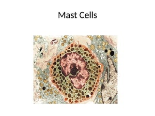 Mast Cells
 