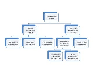 EPITHELIUM
TISSUE
SIMPLE
EPITHELIUM
TISSUE
SQUAMOUS
EPITHELIUM
CUBOIDAL
EPITHELIUM
COLUMNAR
EPITHELIUM
STRATIFIED
EPITHELIUM
TISSUE
STRATIFIED
AQUAMOUS
EPITHELIUM
KERATINISED
STRATIFIED
EPITHELIUM
NON-
KERATINISED
EPITHELIUM
TRANSITIONAL
EPITHELIUM
 
