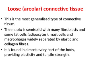 Loose (areolar) connective tissue
• This is the most generalised type of connective
tissue.
• The matrix is semisolid with many fibroblasts and
some fat cells (adipocytes), mast cells and
macrophages widely separated by elastic and
collagen fibres.
• It is found in almost every part of the body,
providing elasticity and tensile strength.
 