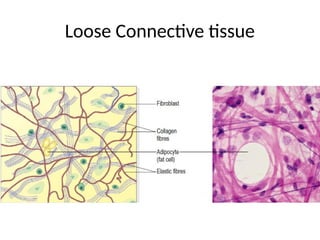 Loose Connective tissue
 