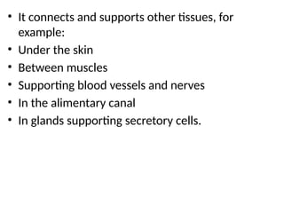 • It connects and supports other tissues, for
example:
• Under the skin
• Between muscles
• Supporting blood vessels and nerves
• In the alimentary canal
• In glands supporting secretory cells.
 