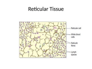 Reticular Tissue
 
