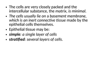 • The cells are very closely packed and the
intercellular substance, the matrix, is minimal.
• The cells usually lie on a basement membrane,
which is an inert connective tissue made by the
epithelial cells themselves.
• Epithelial tissue may be:
• simple: a single layer of cells
• stratified: several layers of cells.
 