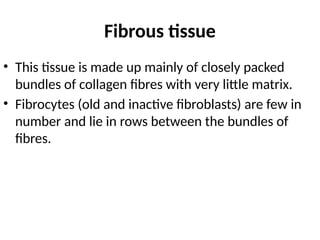 Fibrous tissue
• This tissue is made up mainly of closely packed
bundles of collagen fibres with very little matrix.
• Fibrocytes (old and inactive fibroblasts) are few in
number and lie in rows between the bundles of
fibres.
 