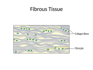 Fibrous Tissue
 