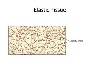 Elastic Tissue
 